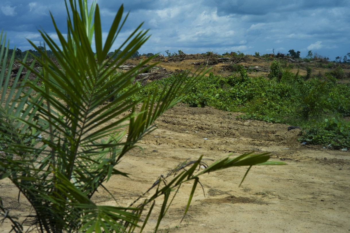 Part of an oil palm plantation in Sinoe County, Liberia, that has been recently cleared and is being replanted. In the distance is a forested area; nearby workers told Oxfam they intended to clear this forest soon. Photo by Anna Fawcus/Oxfam America.