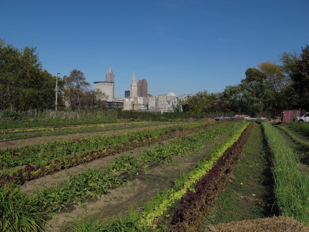 Refugee Response's urban farm under the Cleveland skyline. Credit: Oxfam America